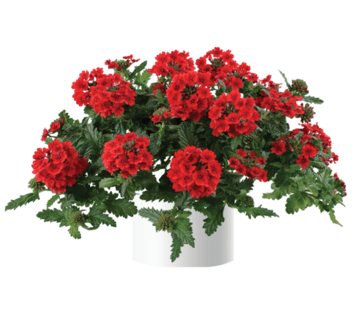 Verbena Vanessa Top Red (Verbena) - Ladybird Nursery