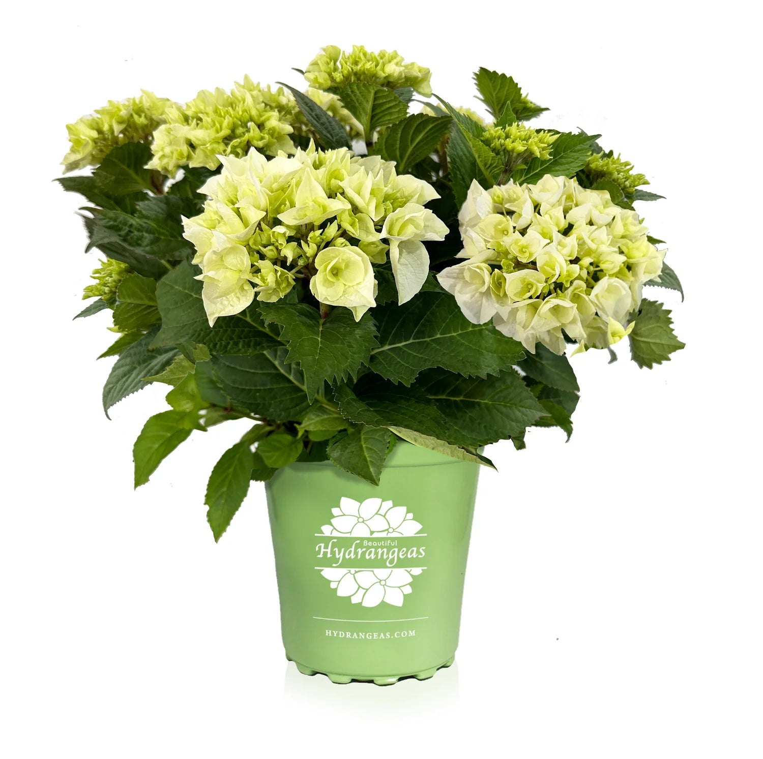 Hydrangea Tea Time™ Vanilla Sky - Ladybird Nursery