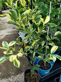 Variegated Cumquat (QLD Only)