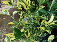 Variegated Cumquat (QLD Only)
