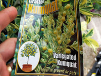 Variegated Cumquat (QLD Only)