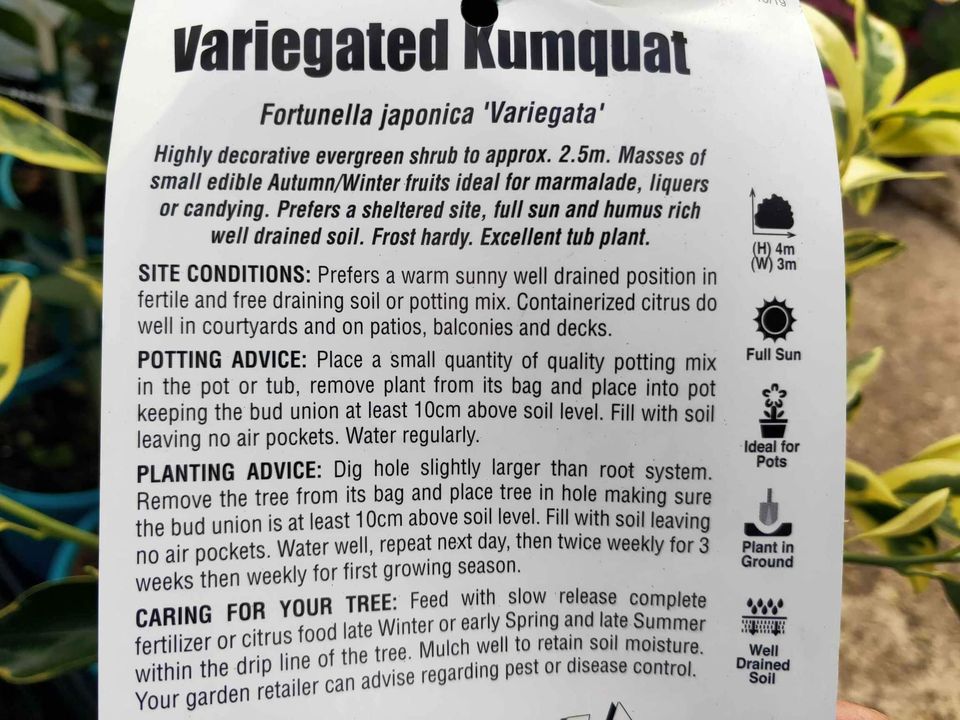 Variegated Cumquat (QLD Only)