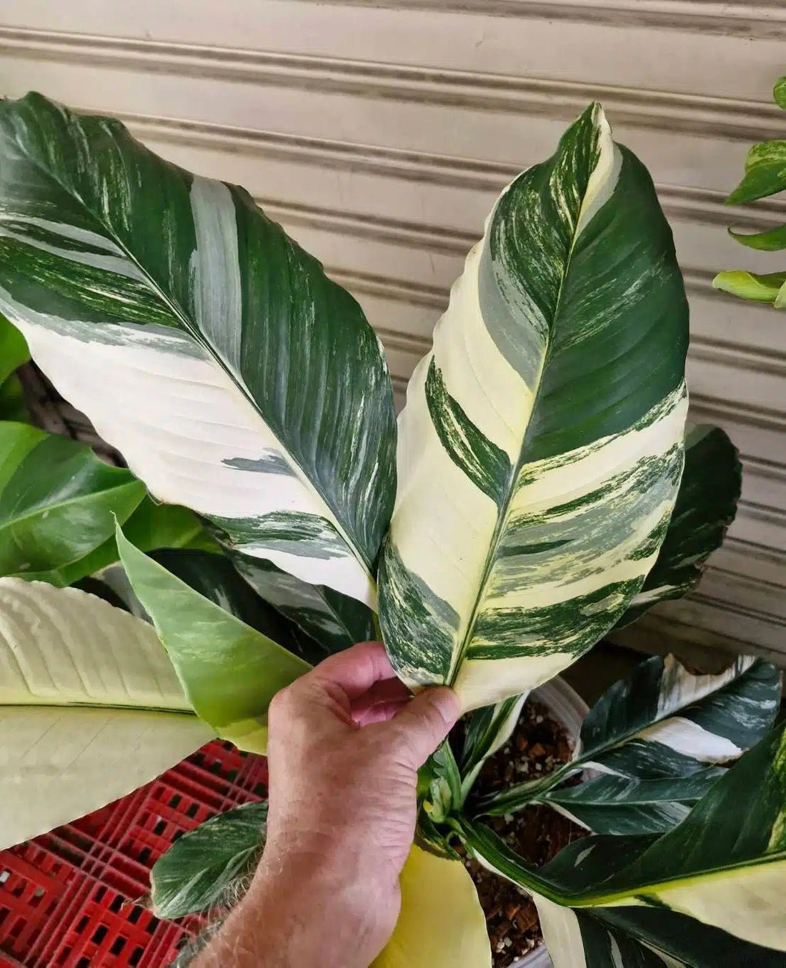 Peace Lily Sensation Tissue culture (Spathiphyllum) - Ladybird Nursery