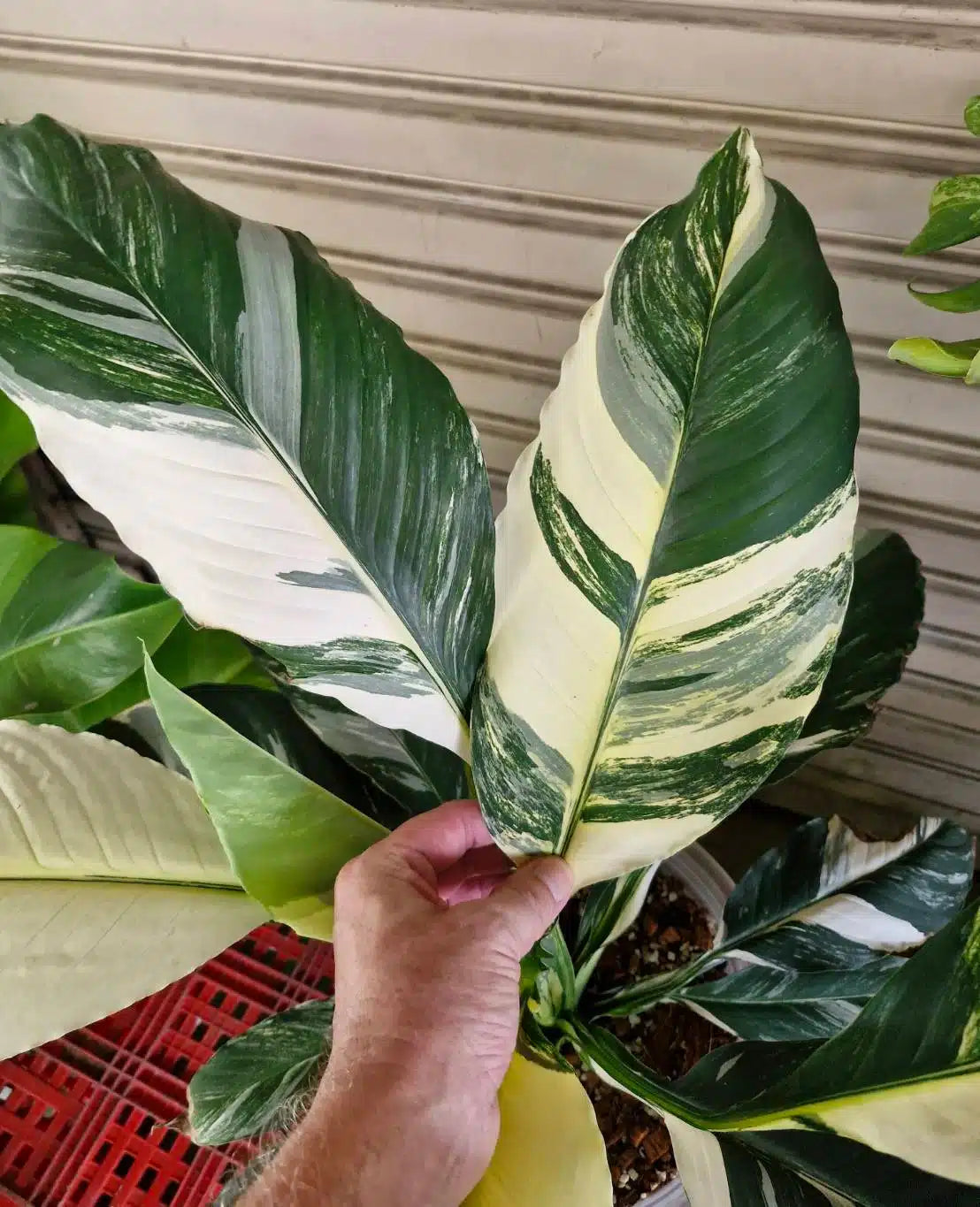 Peace Lily Sensation Tissue culture (Spathiphyllum)