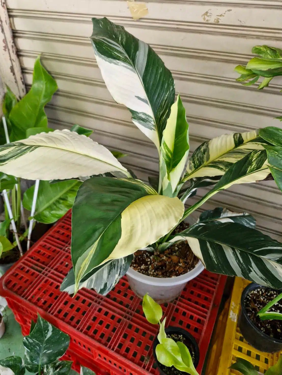 variegated sensation peace lily Peace Lily Sensation Plant – Buy Now! – Ladybird Nursery