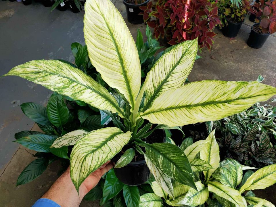 Variegated Spathiphyllum - Ladybird Nursery