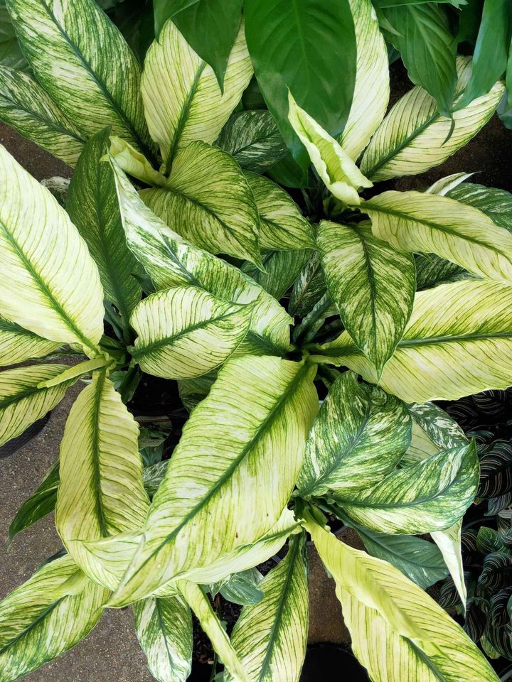 Variegated Spathiphyllum - Ladybird Nursery
