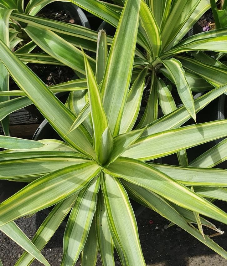 Spineless Yucca Silver Star (Yucca Elephantipes) - Ladybird Nursery