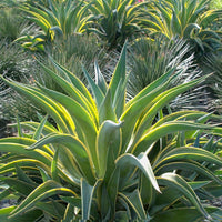 Smooth Agave (Agave desmettiana) - Ladybird Nursery