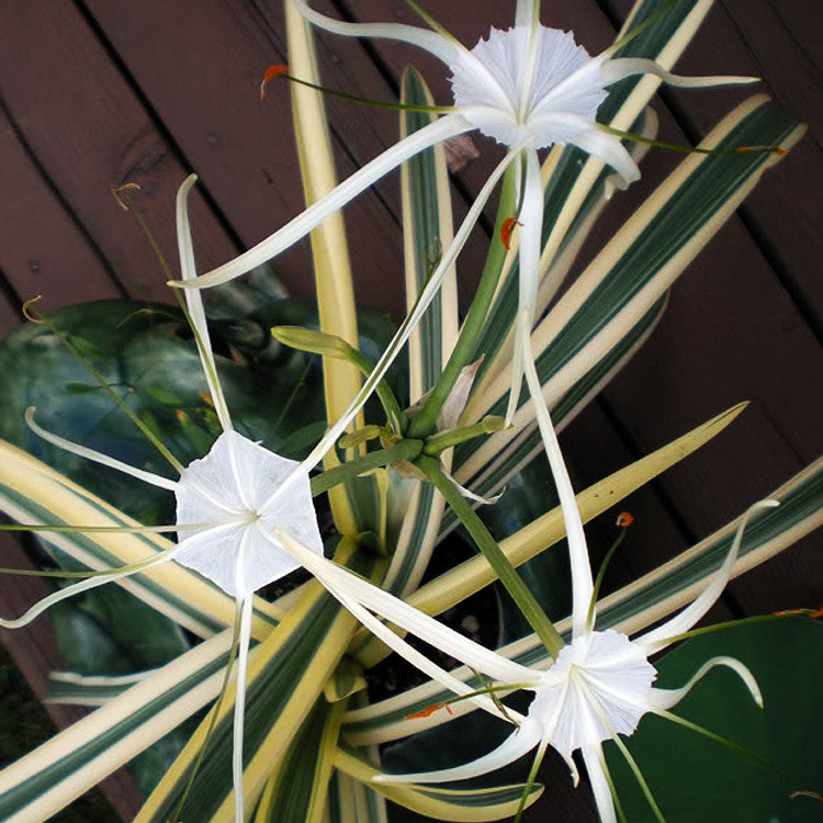 Spider Lily variegata (Hymenocallis littoralis)