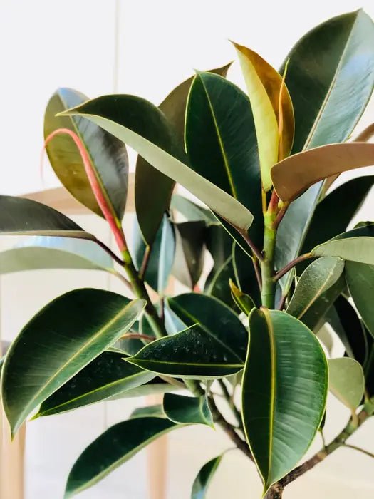 Sophie Rubber Plant (Ficus elastica) - Ladybird Nursery