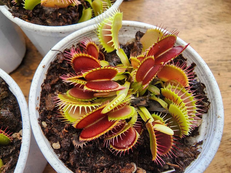 Venus Fly Trap (Dionaea muscipula) - Ladybird Nursery