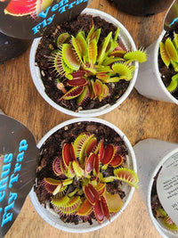 Venus Fly Trap (Dionaea muscipula)