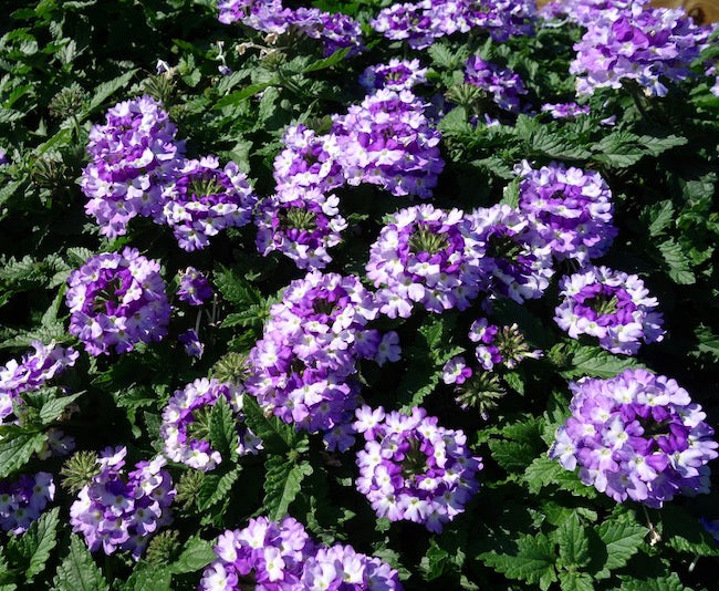Verbena Vanessa Vicolor (Verbena)