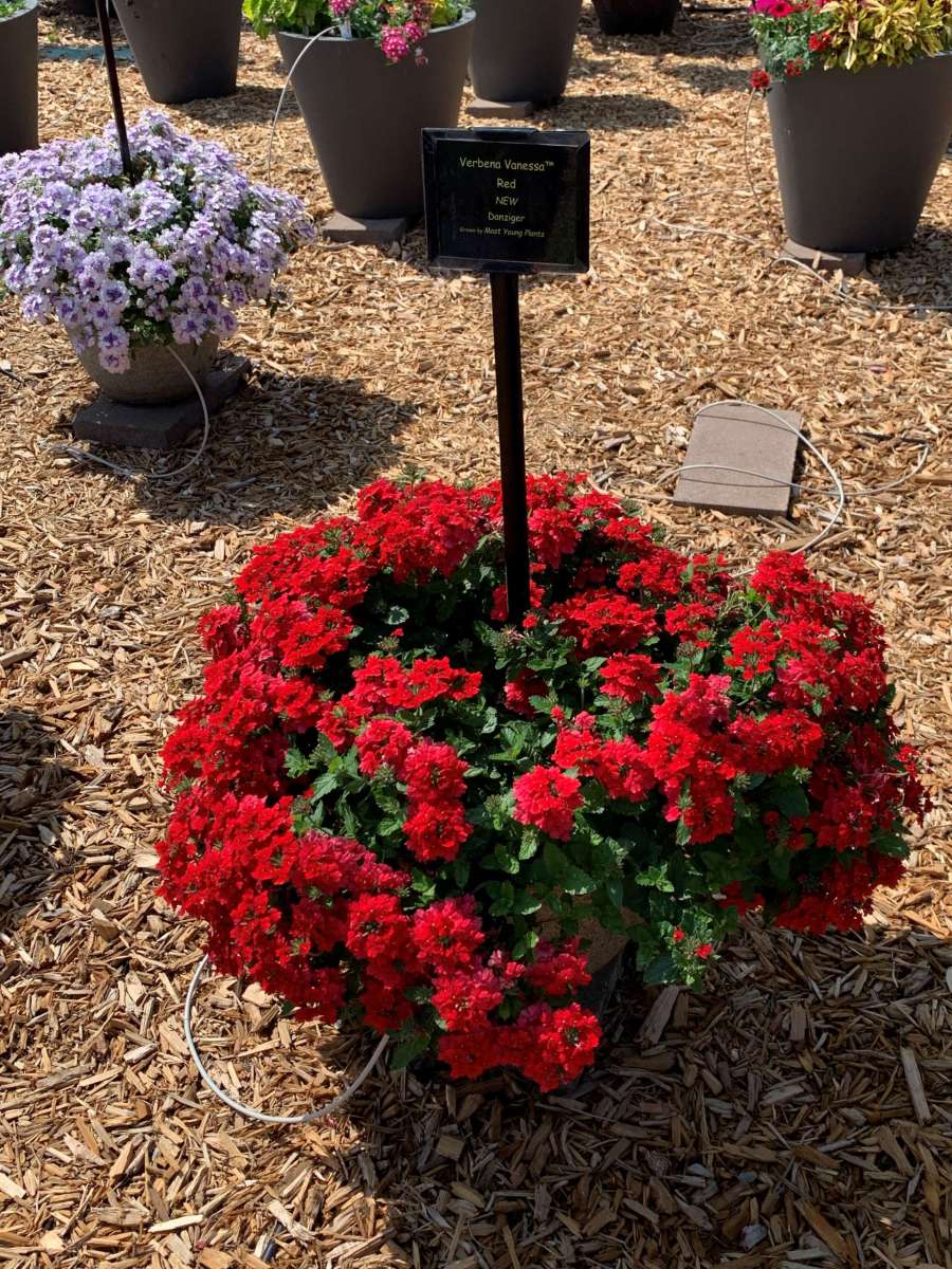 Verbena Vanessa Top Red (Verbena) - Ladybird Nursery