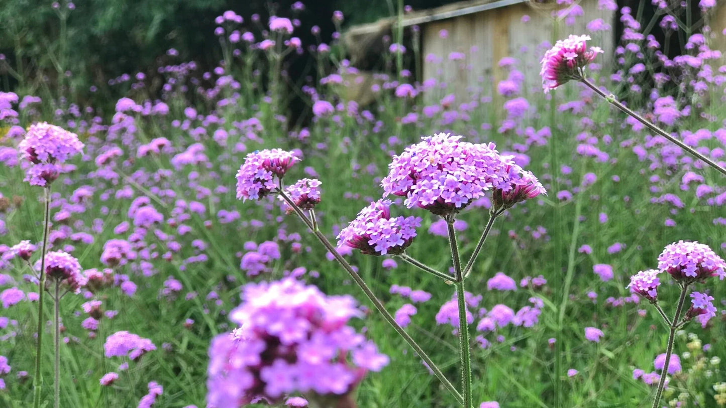 Verbena (Verbena spp.)