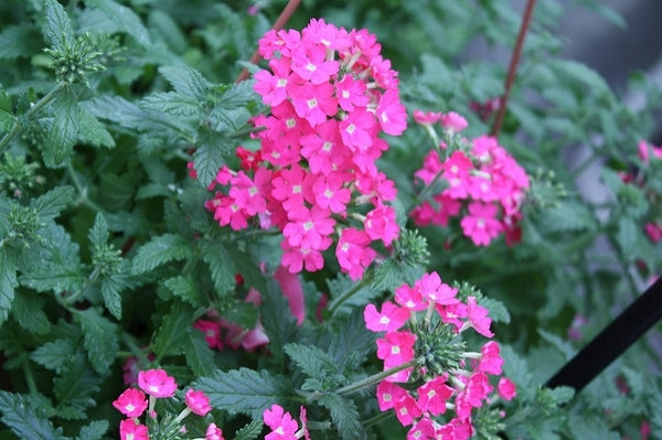 Verbena (Verbena spp.)