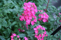 Verbena (Verbena spp.) - Ladybird Nursery