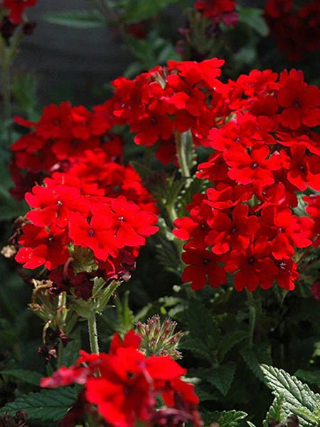 Verbena Vanessa Top Red (Verbena) - Ladybird Nursery