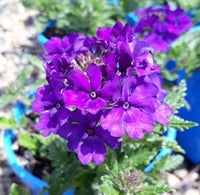 Verbena Almira Deep Blue (Verbena) - Ladybird Nursery