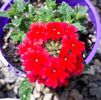 Verbena Almira Scarlet (Verbena)