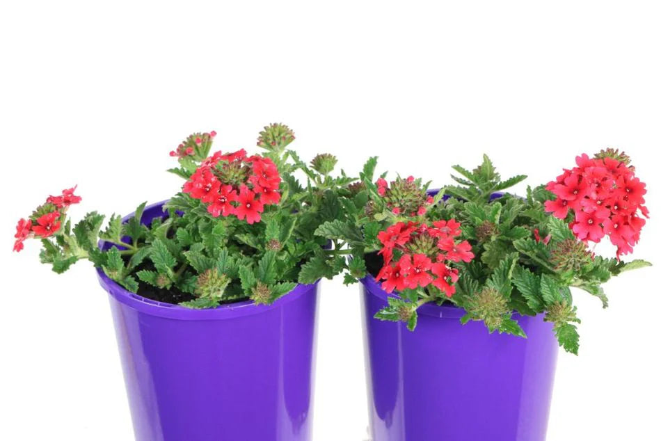 Verbena Almira Scarlet (Verbena)