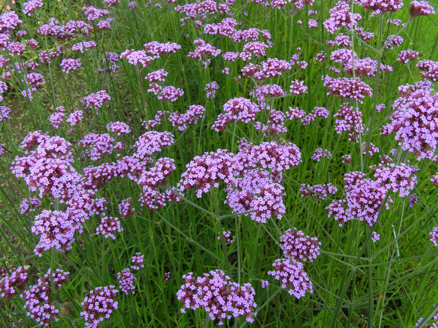 Verbena (Verbena spp.)