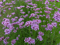 Verbena (Verbena spp.)