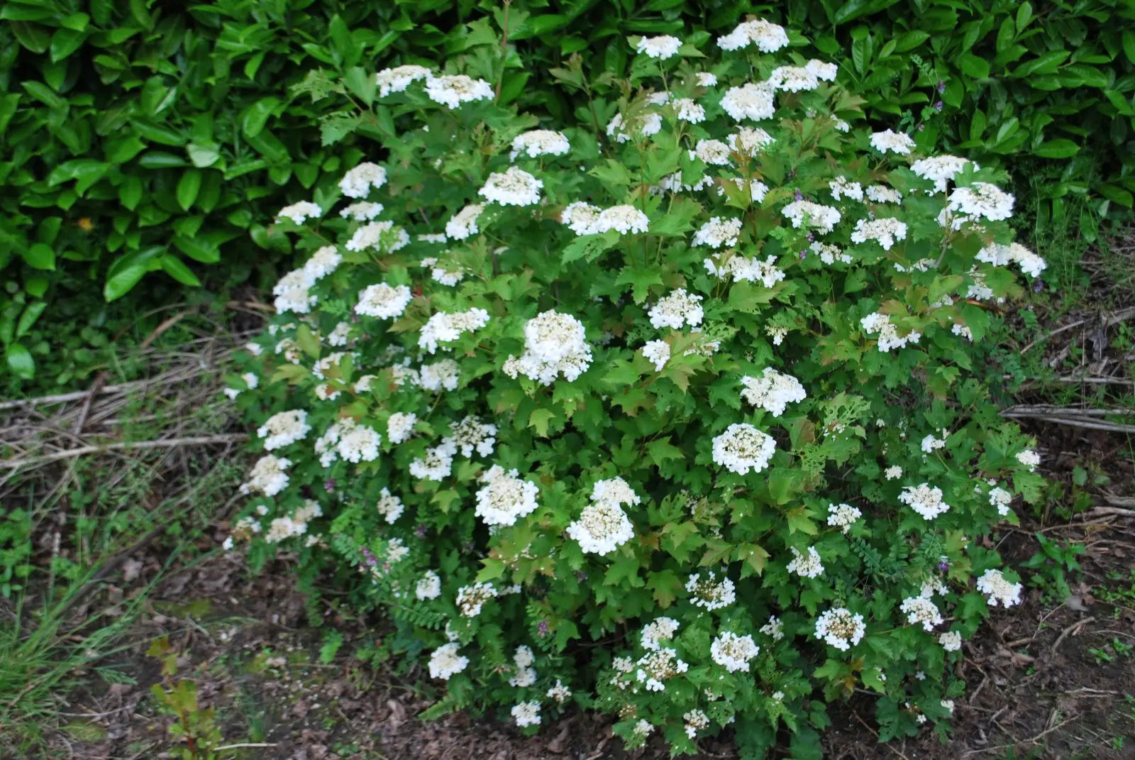 Compact Viburnum Compactum (Viburnum opulus)