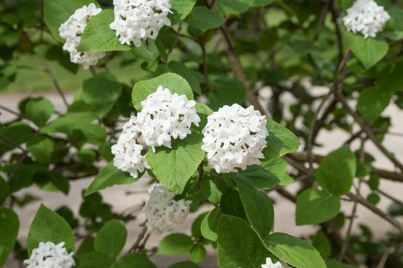 Compact Viburnum Compactum (Viburnum opulus) - Ladybird Nursery