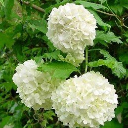 Snowball Tree sterile (Viburnum opulus)