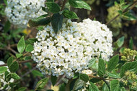 Viburnum x burkwoodii Burkwood Viburnum - Ladybird Nursery