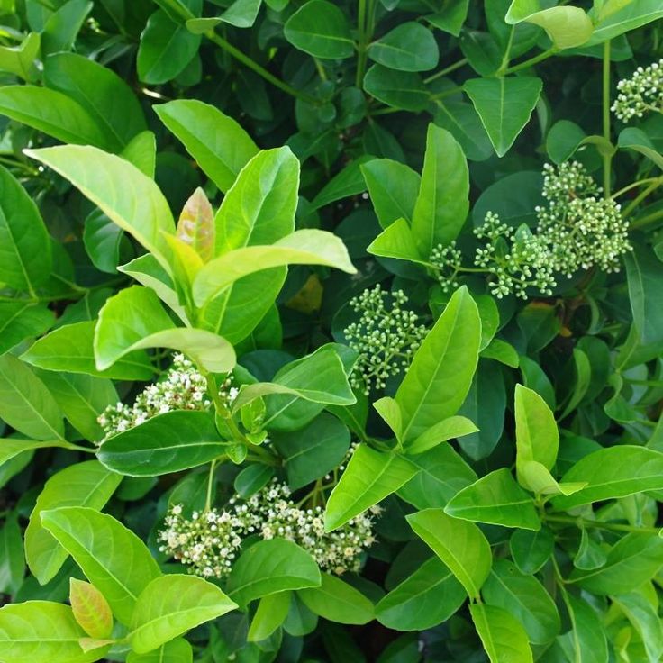 Sweet Viburnum Emerald Lustre (Viburnum odoratissimum) - Ladybird Nursery