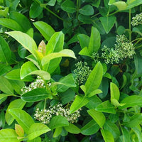 Sweet Viburnum Emerald Jewel (Viburnum odoratissimum) - Ladybird Nursery