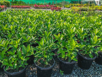 Sweet Viburnum (Viburnum odoratissimum)