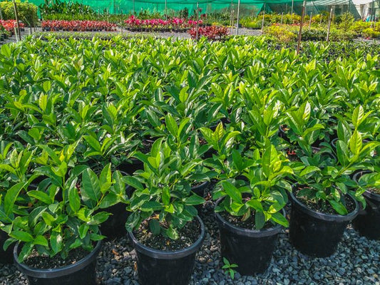 Sweet Viburnum (Viburnum odoratissimum)