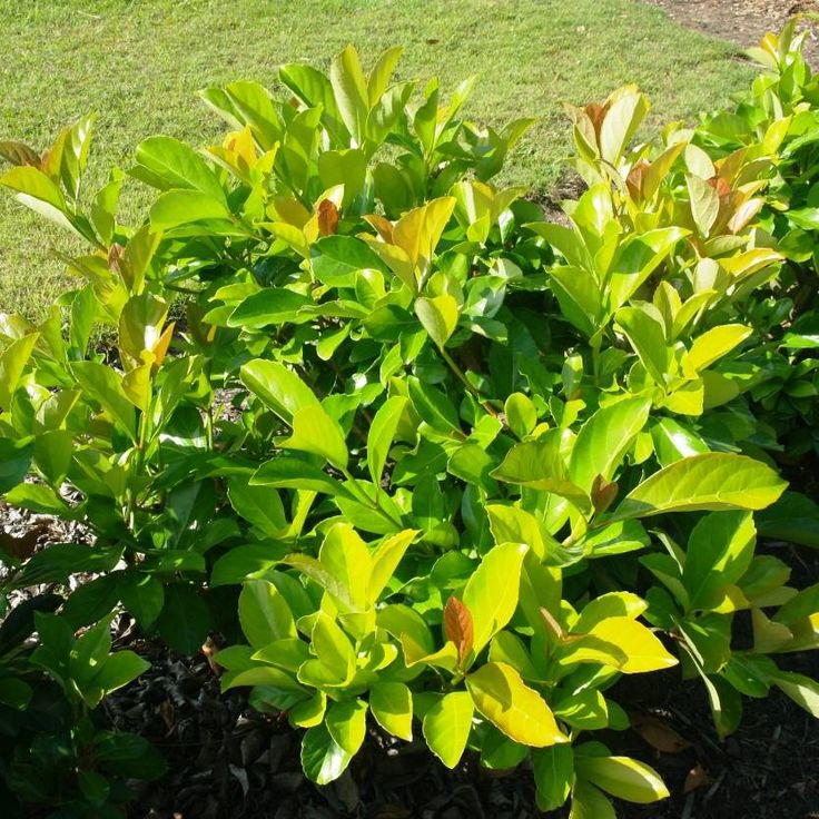 Sweet Viburnum Emerald Jewel (Viburnum odoratissimum) - Ladybird Nursery
