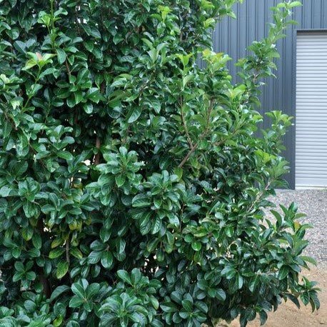 Sweet Viburnum Emerald Lustre (Viburnum odoratissimum) - Ladybird Nursery