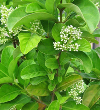 Sweet Viburnum Emerald Lustre (Viburnum odoratissimum) - Ladybird Nursery