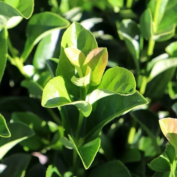 Sweet Viburnum Quick Fence (Viburnum odoratissimum)