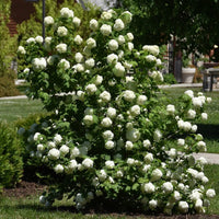 Snowball Tree sterile (Viburnum opulus) - Ladybird Nursery