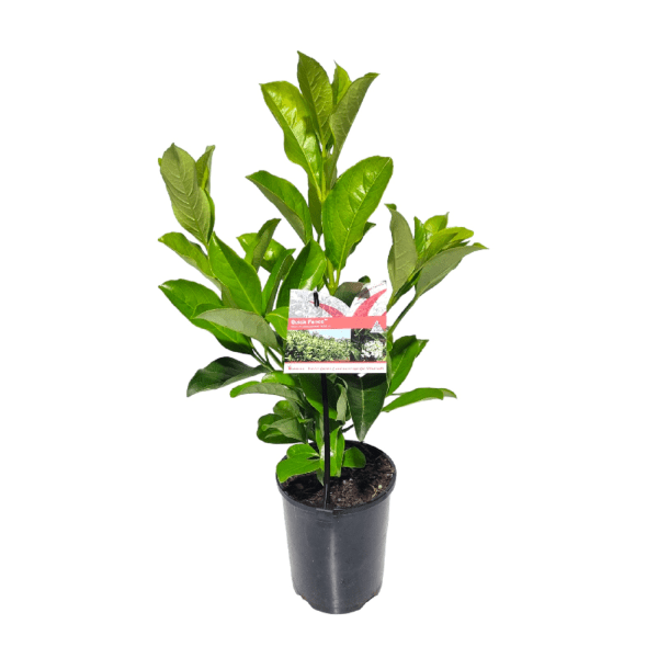 Sweet Viburnum Quick Fence (Viburnum odoratissimum) - Ladybird Nursery