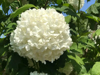 Snowball Tree sterile (Viburnum opulus)