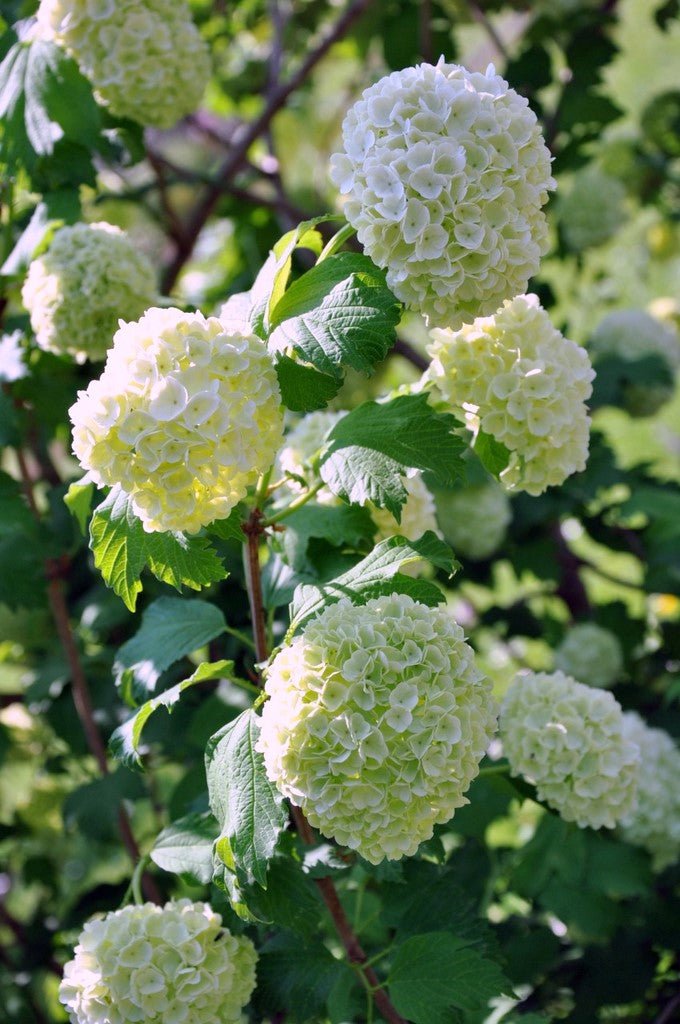 Snowball Viburnum (Viburnum opulus) - Ladybird Nursery