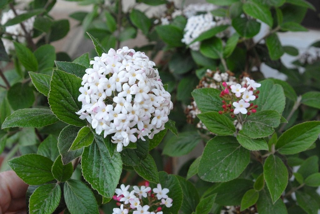 Viburnum x burkwoodii Burkwood Viburnum - Ladybird Nursery