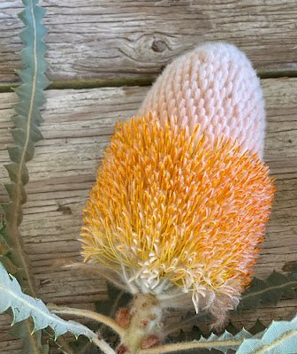 Acorn Banksia (Banksia prionotes) - Ladybird Nursery