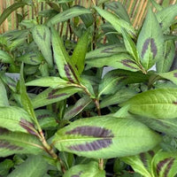 Vietnamese Mint (Persicaria odorata)