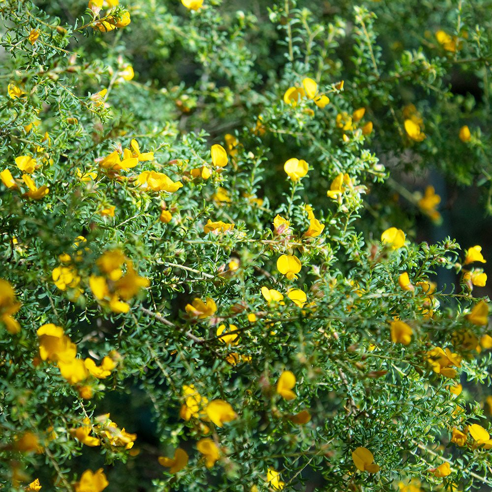 Hairy Bush - pea (Pultenaea villosa) - Ladybird Nursery