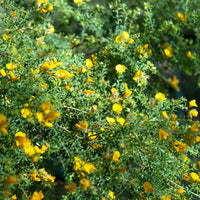 Hairy Bush-pea (Pultenaea villosa)