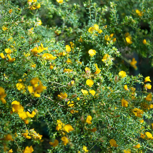 Hairy Bush - pea (Pultenaea villosa) - Ladybird Nursery